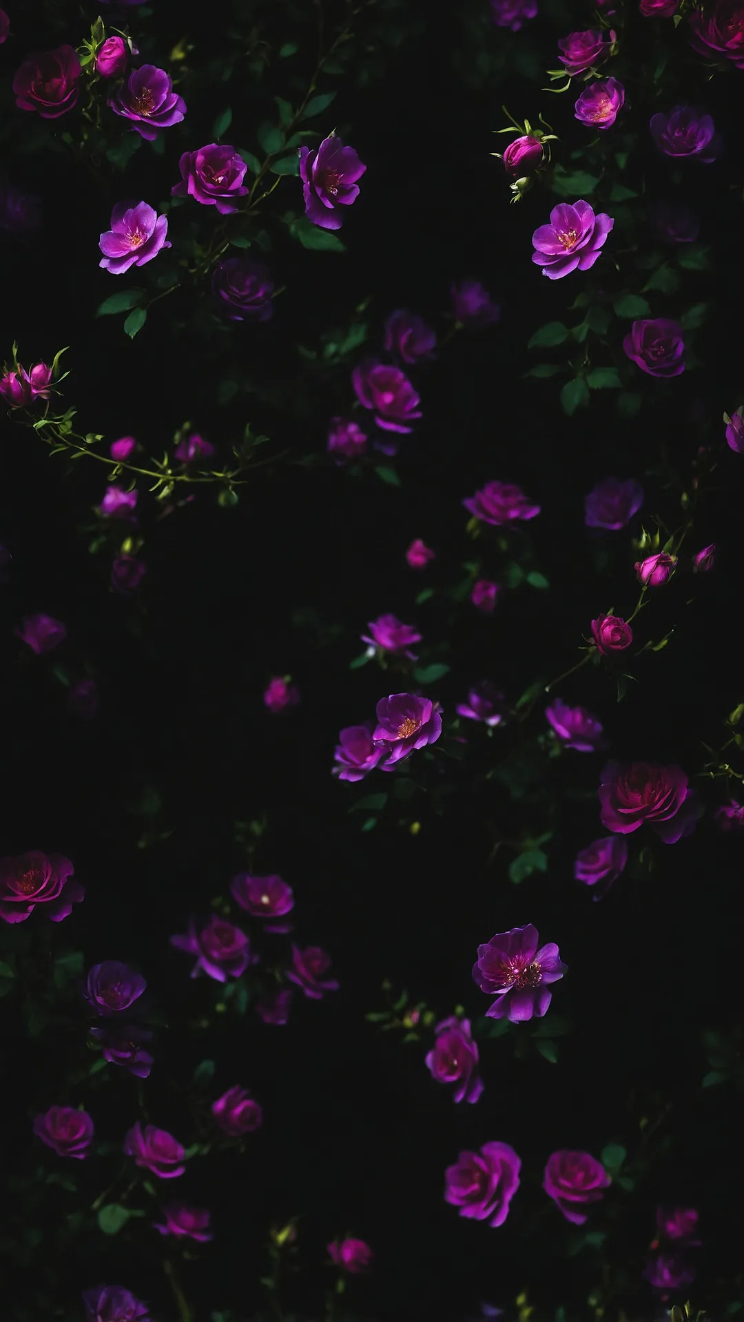 Purple Rose V-Day 2026