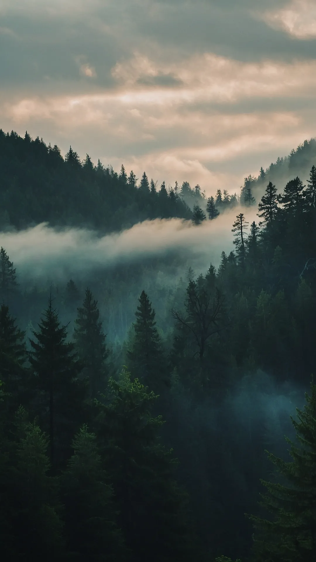 Where the Fog Meets the Trees