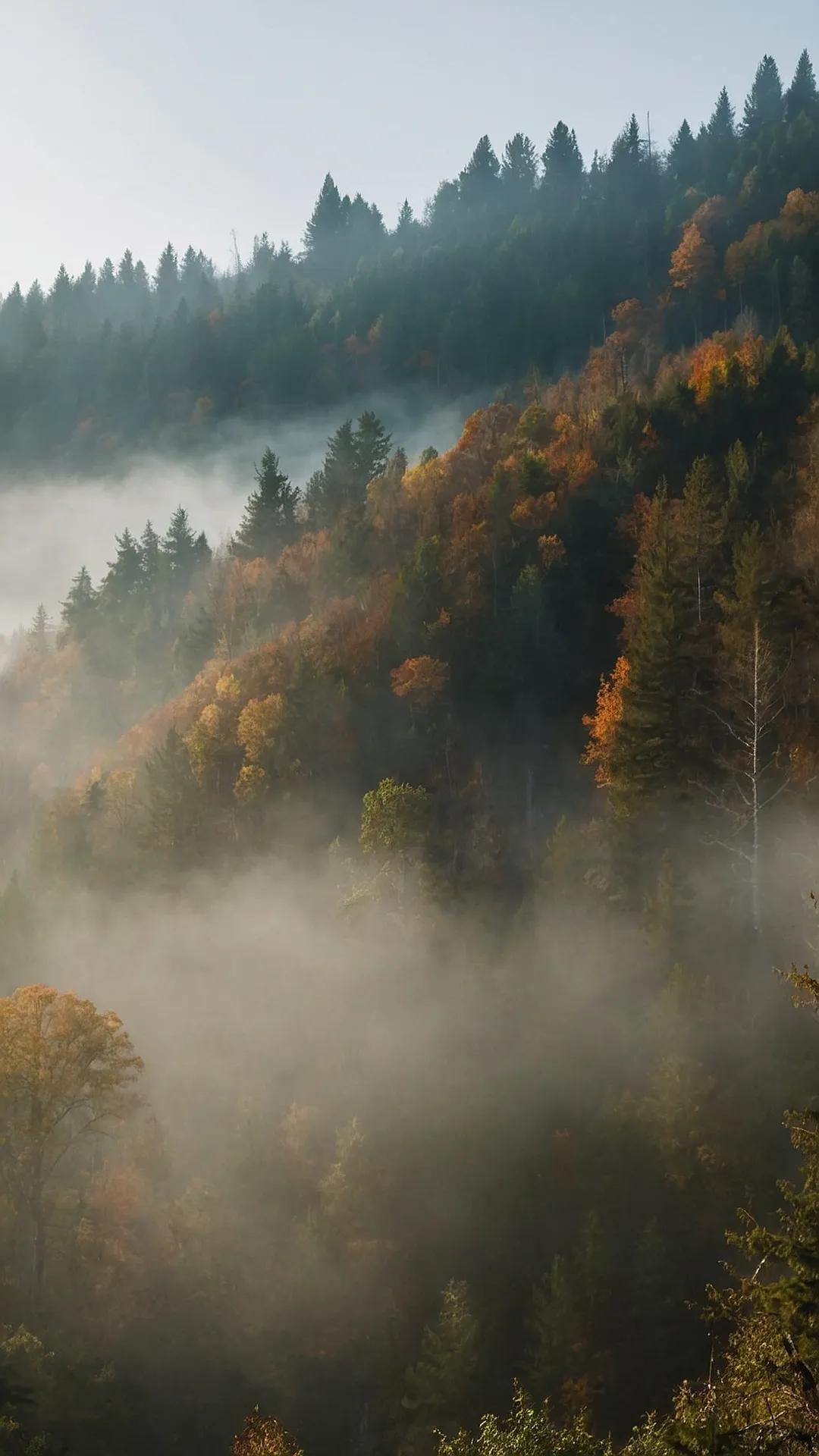 Dawn's Misty Veil: