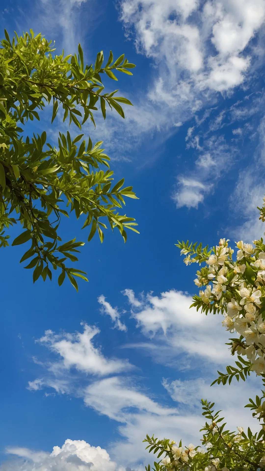 Screen's Secret Garden